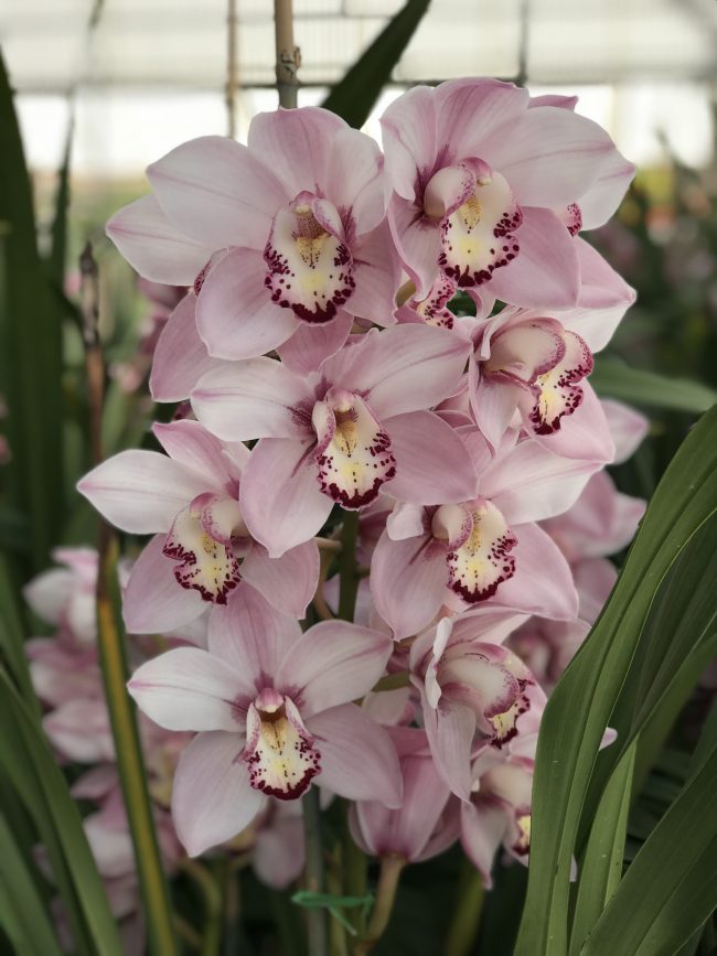 The Cymbidium Orchid Greenhouse