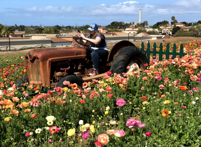 Tractor at the Flower Fields in Carlsbad