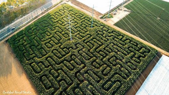 Corn Maze at Carlsbad Strawberry Company