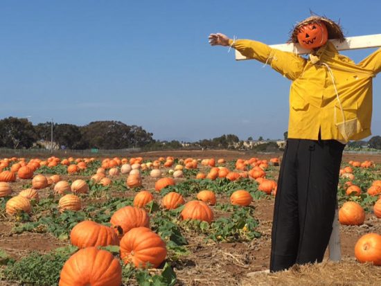 The Pumpkin Patch at Carlsbad Strawberry Company