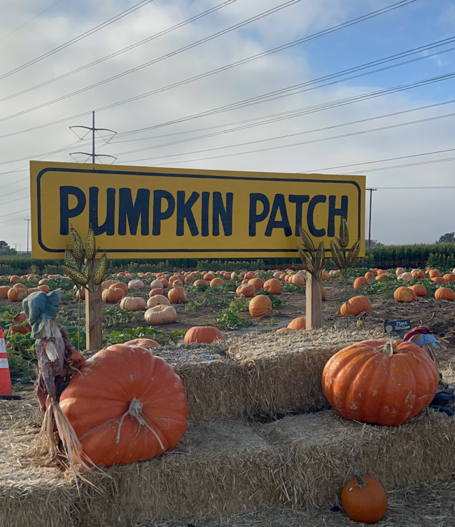 Carlsbad Strawberry Company Pumpkin Patch