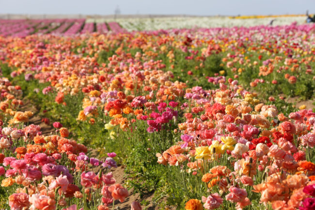 The Flower Fields at Carlsbad Ranch