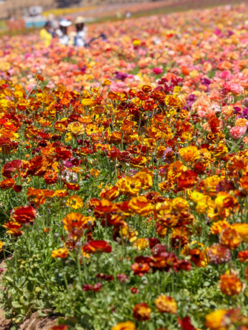 The Flower Fields at Carlsbad Ranch